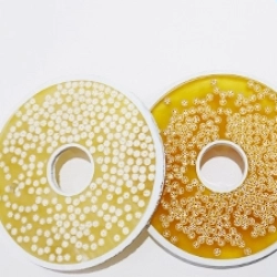 Hard and brittle material